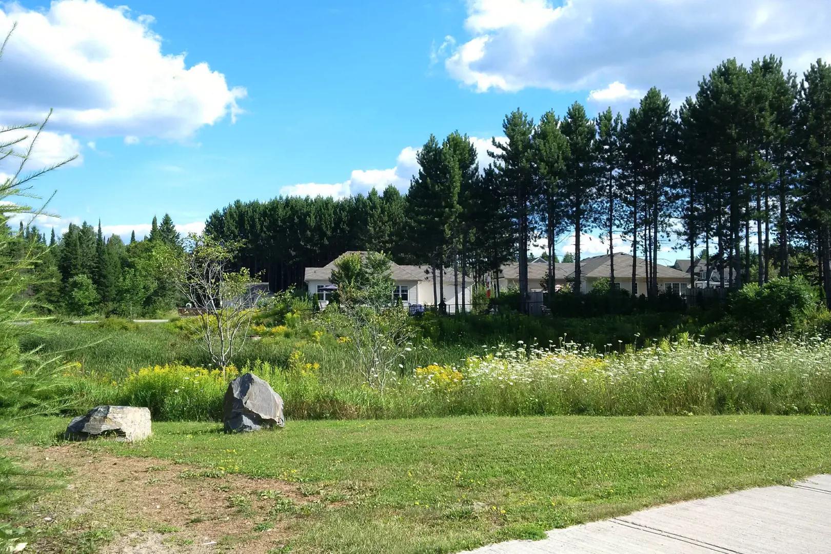 White Pines – image 3