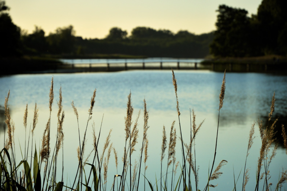 Anchor Woods – pre-construction in East