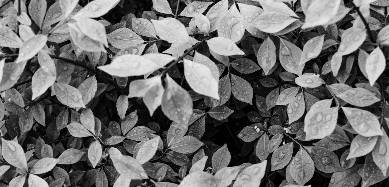 Aurora Towns – image 2