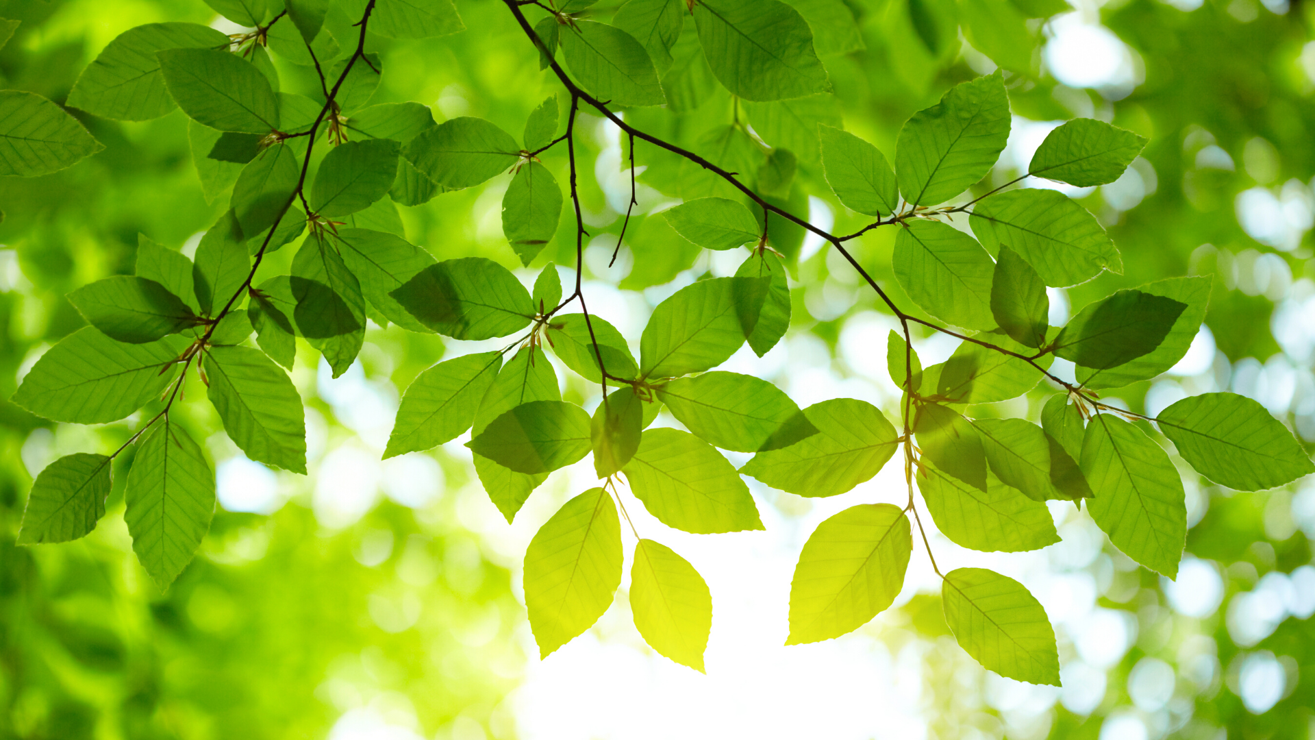 Cachet Beamsville – image 4