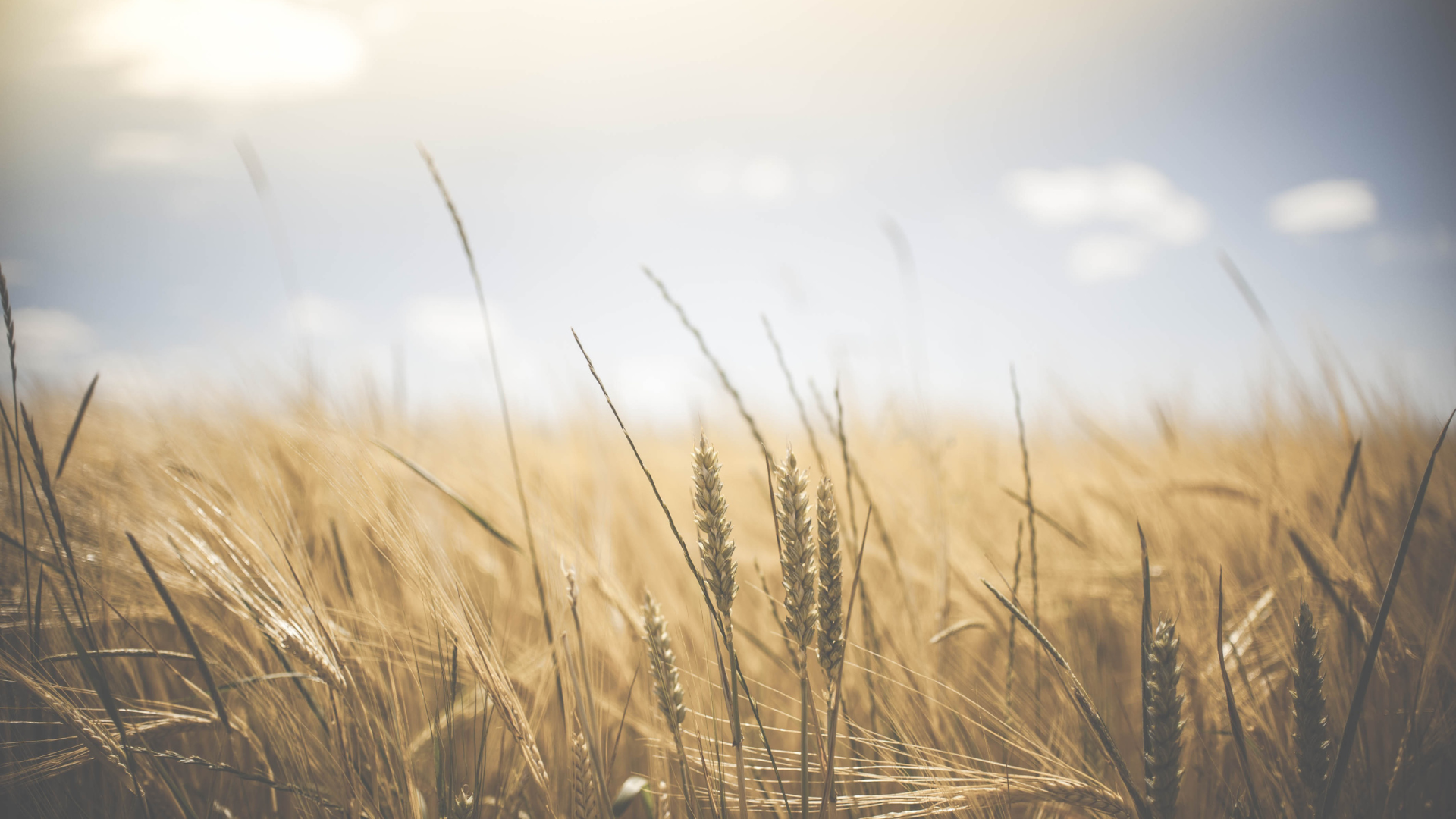 Harvest Park – image 3