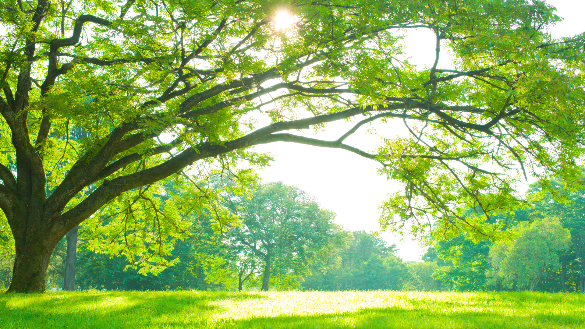 Murals Condominiums – image 2