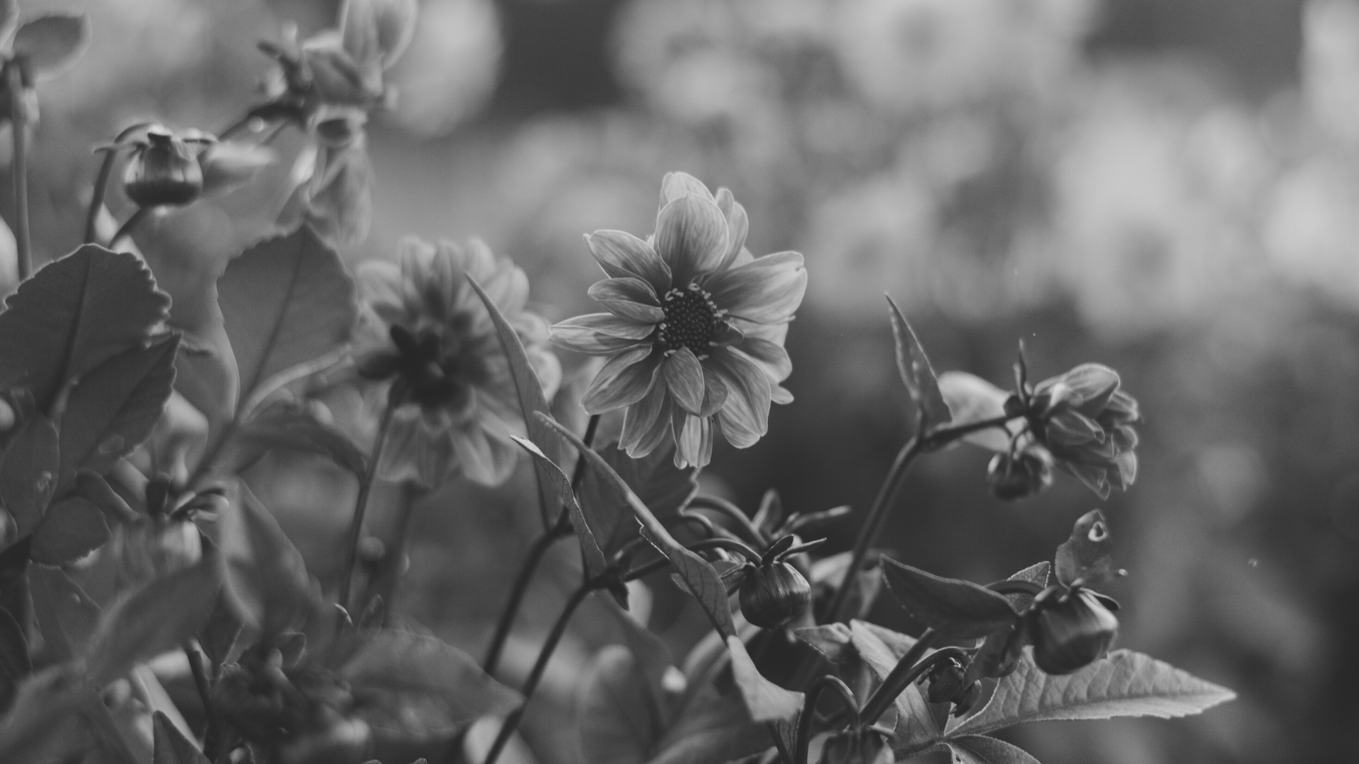 Royal Oaks – image 2