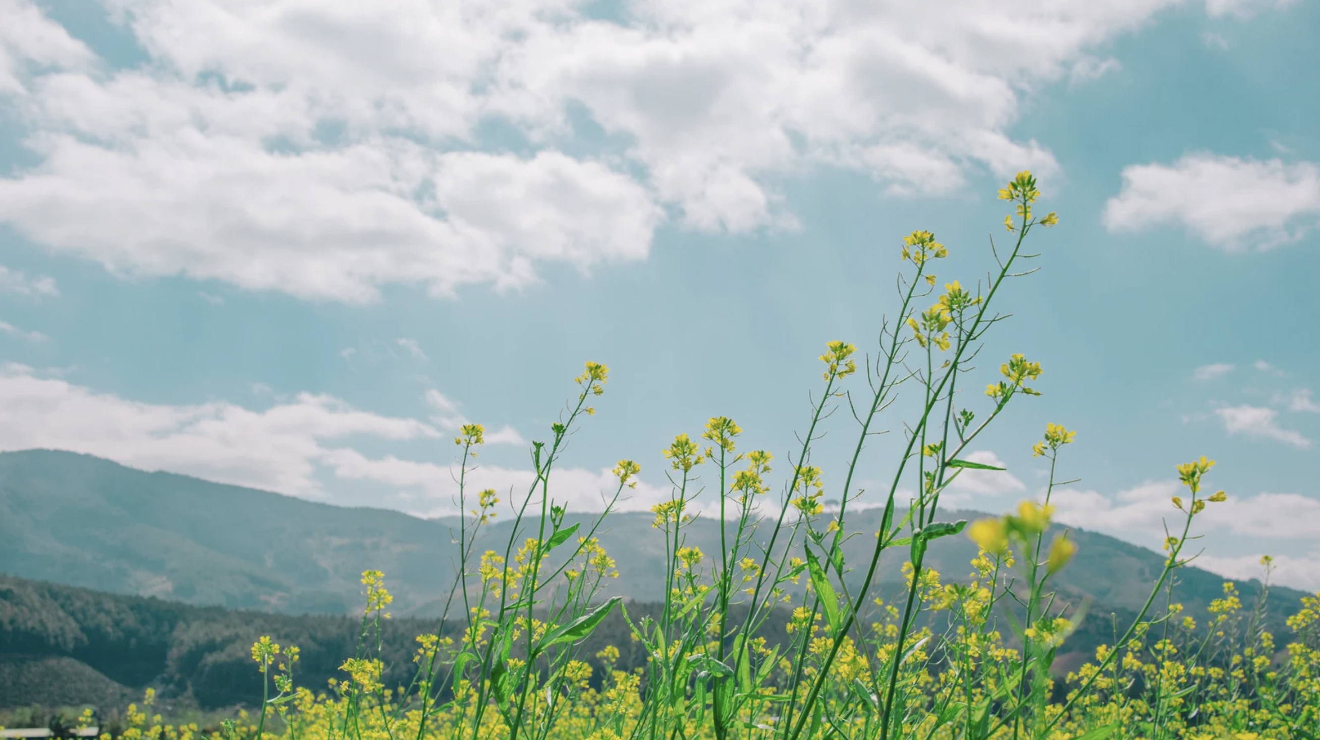 Saddle Ridge – pre-construction in Milton