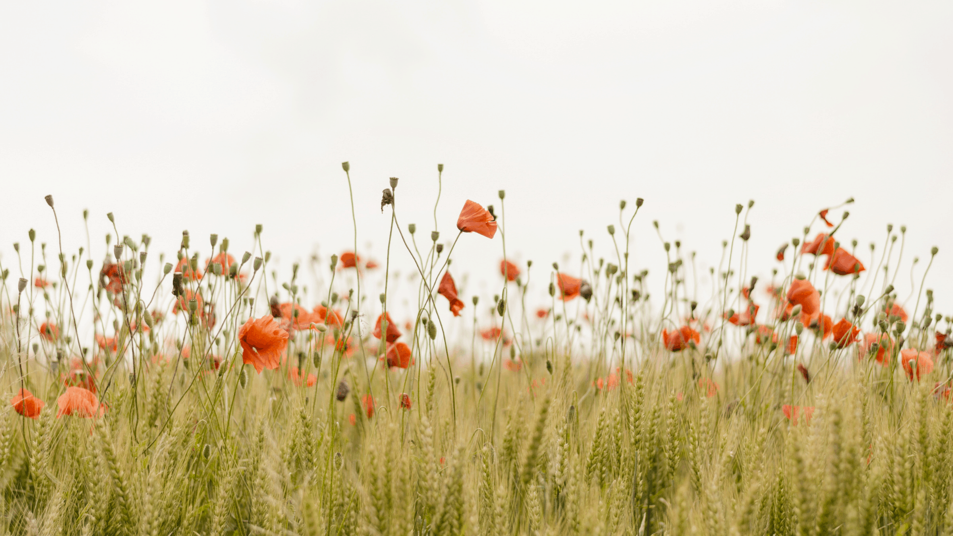 SmartCentres Cambridge – pre-construction in Cambridge