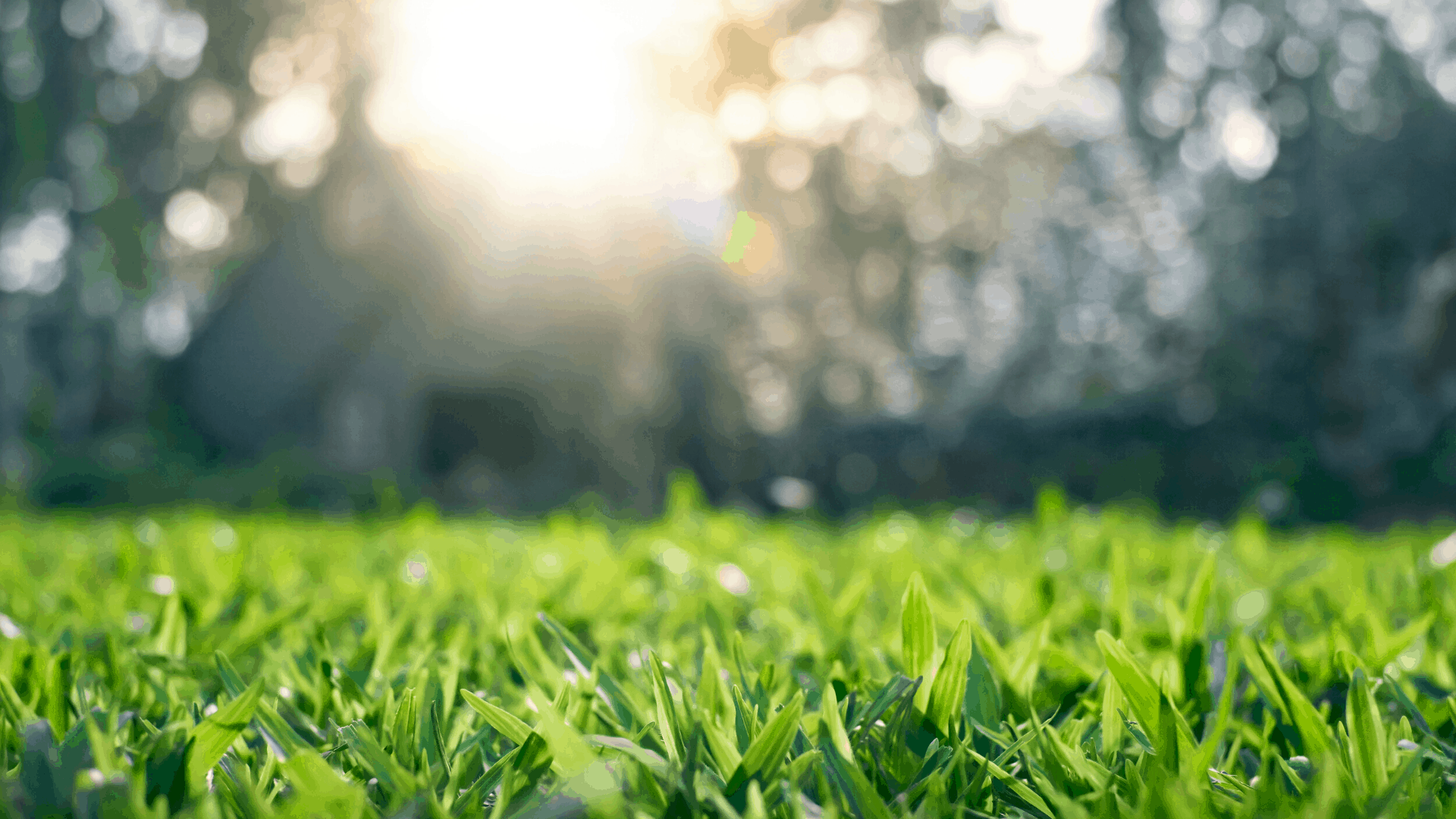 The Neighbourhoods of Mount Pleasant – image 2