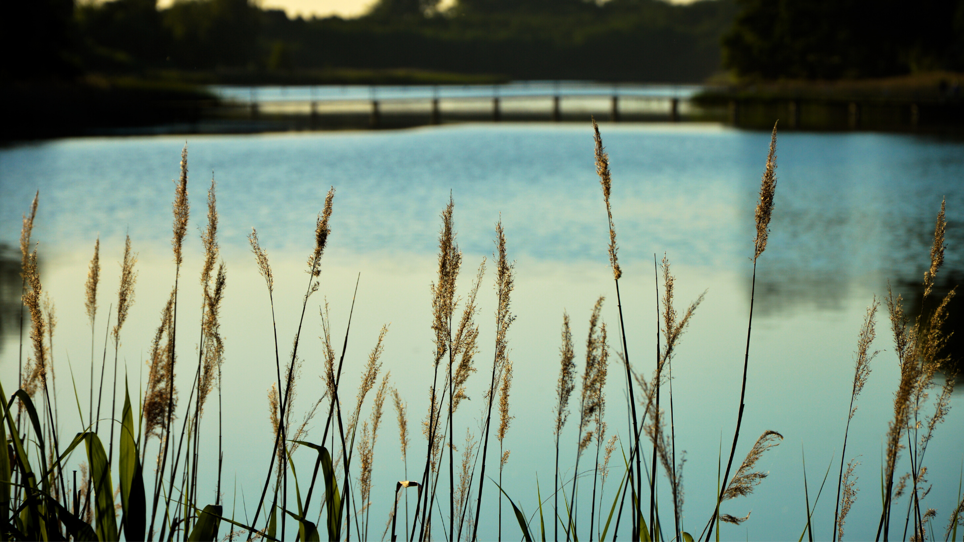 The Vines – image 3