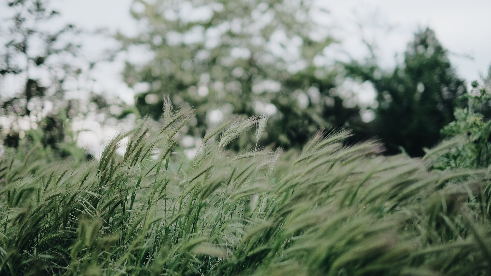 Westwoods on the Creek – image 3