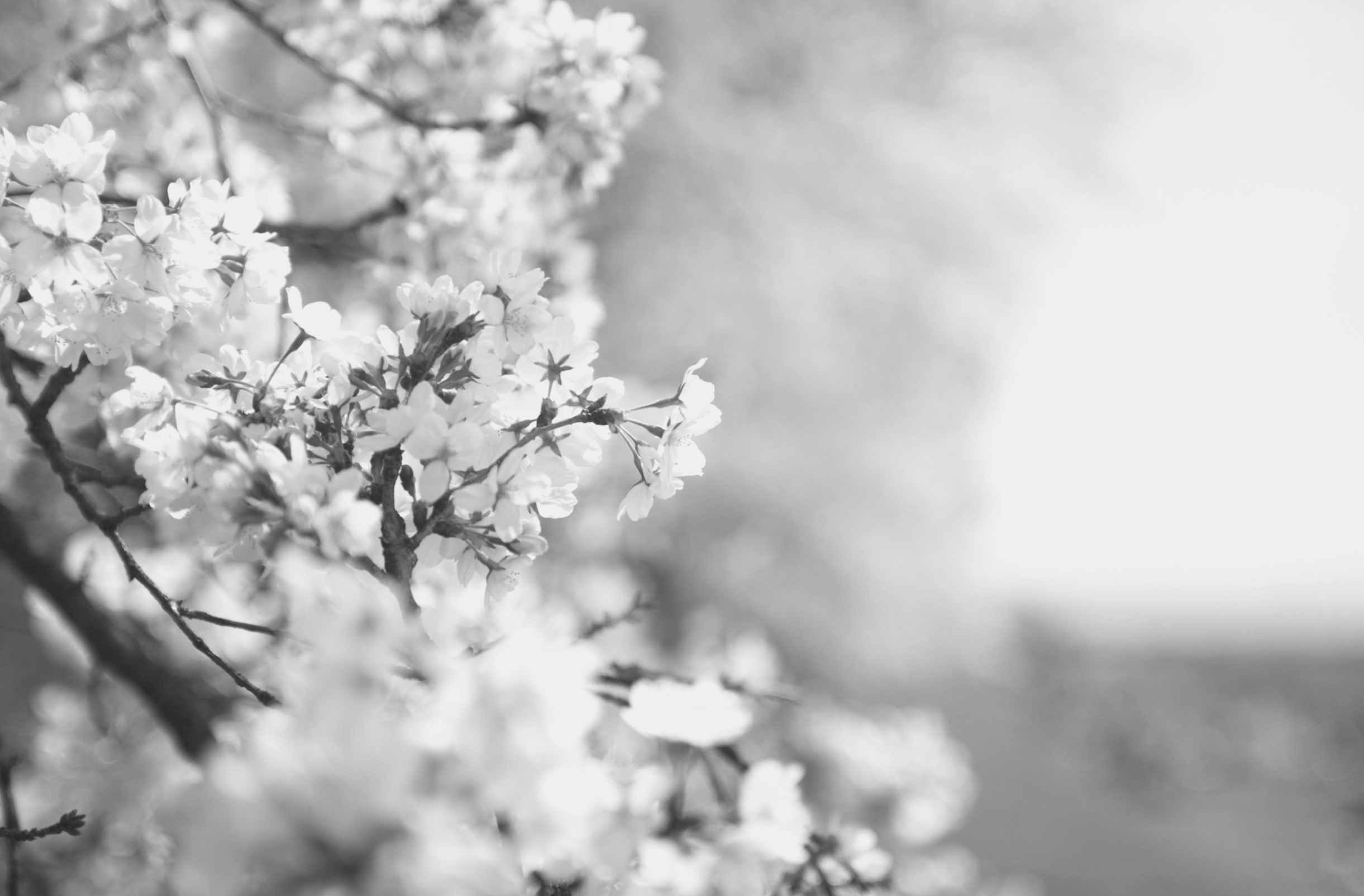 Whitby Meadows – image 2