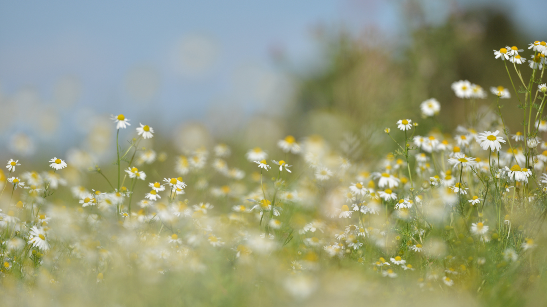 Wildflower Crossing – image 4